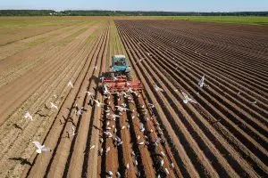 Tractor Ploughing Field Followed by Flock of Birds