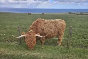 Highland cow eating grass through a fence