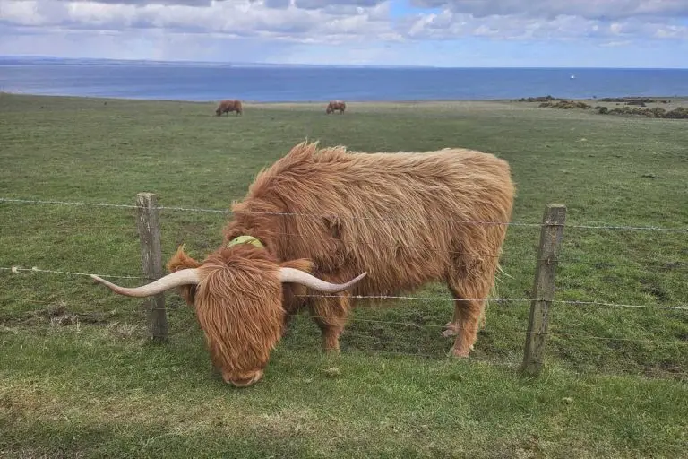 Highland cow eating grass through a fence
