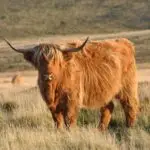 Highland cow